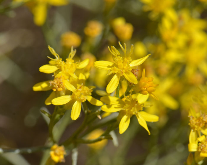 Broom Snakeweed has bright golden yellow flowers that open on the tips of branches. The flower heads are small and narrow and may be sticky from the plants resin. The flower heads have both ray and disk flowers in clusters of 1 to 5. Gutierrezia sarothrae